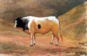 Benedito Calixto Ox grazing oil painting artist